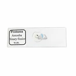 Amoeba Binary Fission Slide